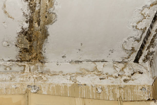 Best Water damage restoration mold remediation  in Tonka Bay, MN